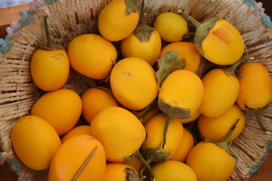 Kayseri'de 8 Bin 870 Paket Yerli Ata Tohumu Üreticilere Dağıtıldı