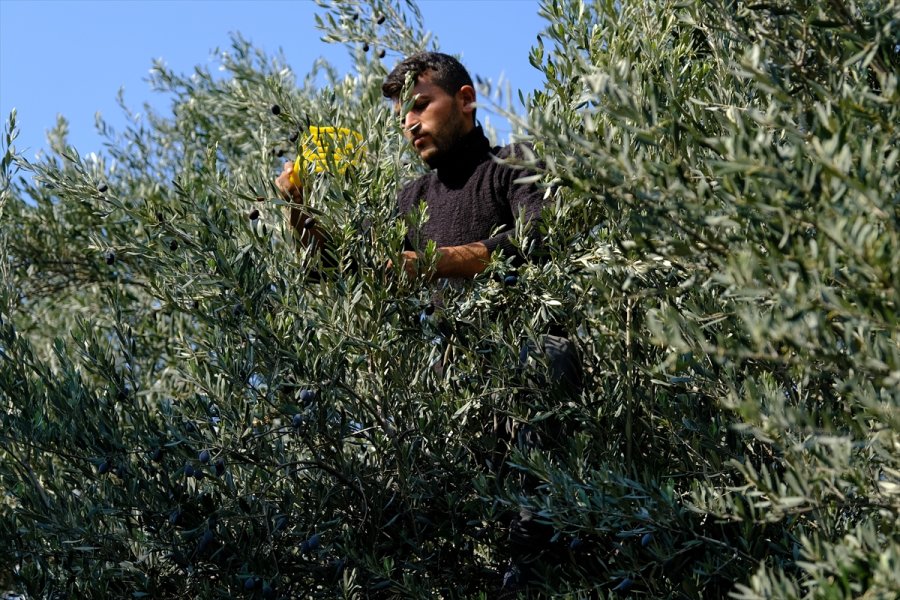 Mersin'de Asırlık Zeytin Ağaçları Hasat Ediliyor