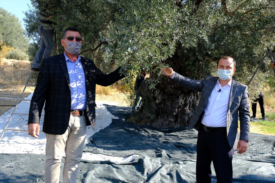 Mersin'de Asırlık Zeytin Ağaçları Hasat Ediliyor