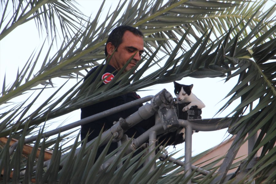 Antalya'da Ağaçta Mahsur Kalan Kedi Yavrusu Kurtarıldı