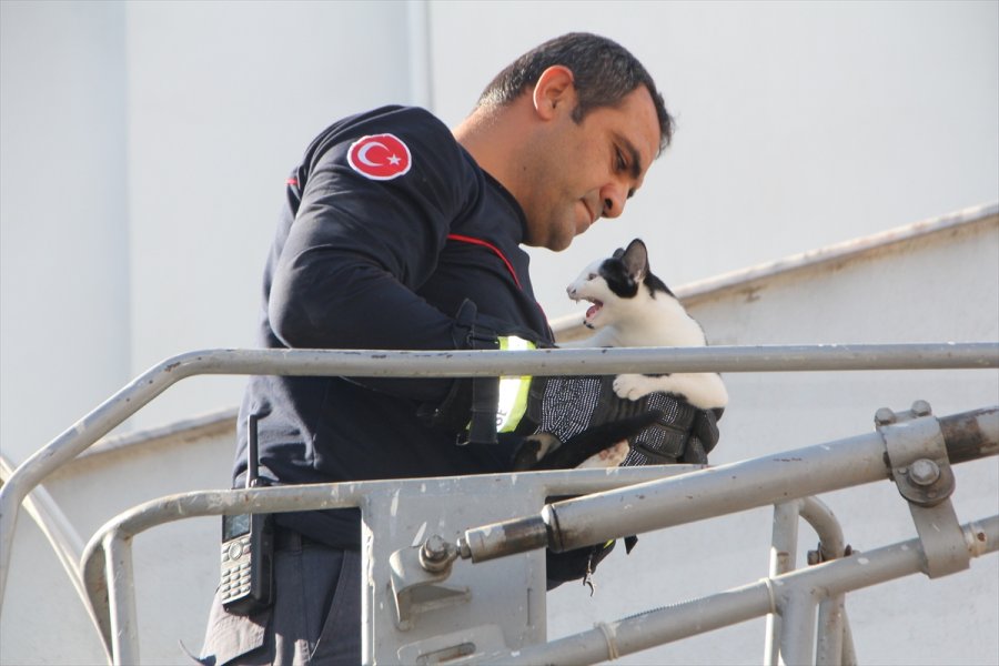 Antalya'da Ağaçta Mahsur Kalan Kedi Yavrusu Kurtarıldı
