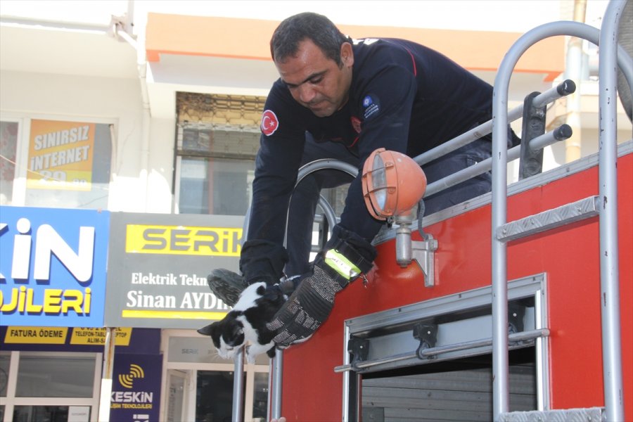 Antalya'da Ağaçta Mahsur Kalan Kedi Yavrusu Kurtarıldı