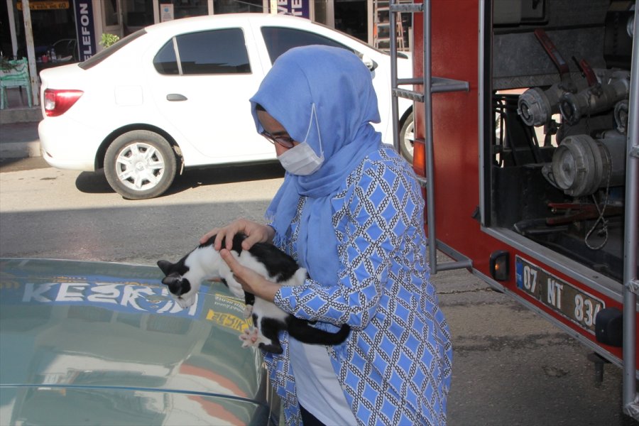 Antalya'da Ağaçta Mahsur Kalan Kedi Yavrusu Kurtarıldı