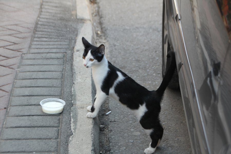 Antalya'da Ağaçta Mahsur Kalan Kedi Yavrusu Kurtarıldı