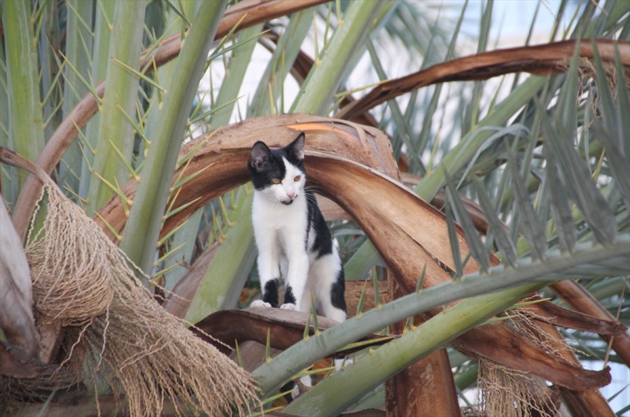 Antalya'da Ağaçta Mahsur Kalan Kedi Yavrusu Kurtarıldı