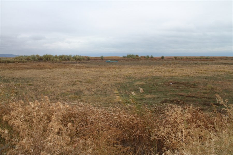 Beyşehir Gölü'nde Sular Çekildi, Kıyılarda Sazlıklar Oluştu