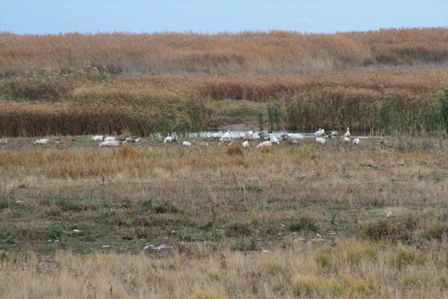 Beyşehir Gölü'nde Sular Çekildi, Kıyılarda Sazlıklar Oluştu