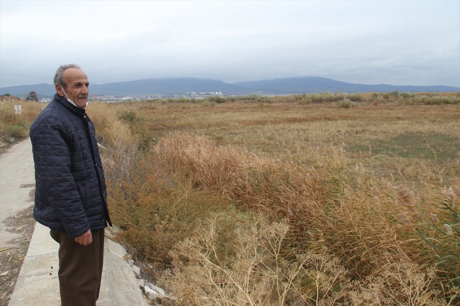 Beyşehir Gölü'nde Sular Çekildi, Kıyılarda Sazlıklar Oluştu