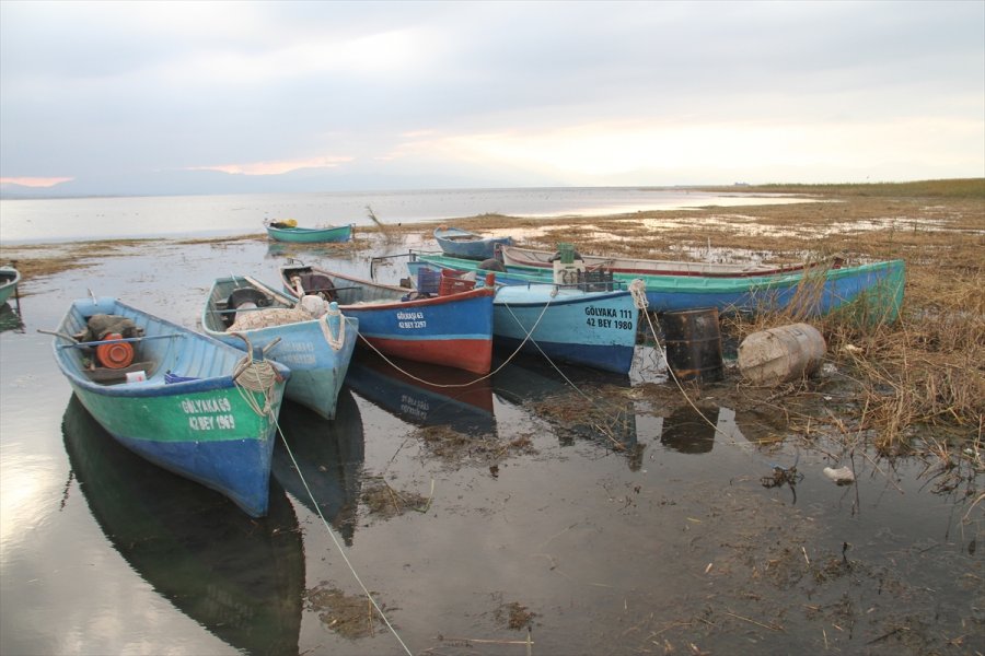 Beyşehir Gölü'nde Sular Çekildi, Kıyılarda Sazlıklar Oluştu