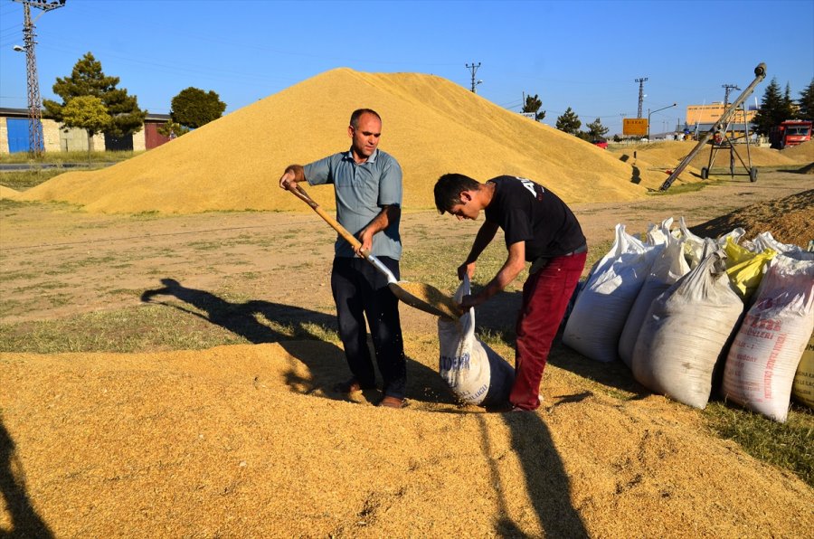 Pandemi Sürecinde Değerlenen Buğdaya İlgi Arttı
