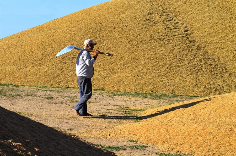 Pandemi Sürecinde Değerlenen Buğdaya İlgi Arttı
