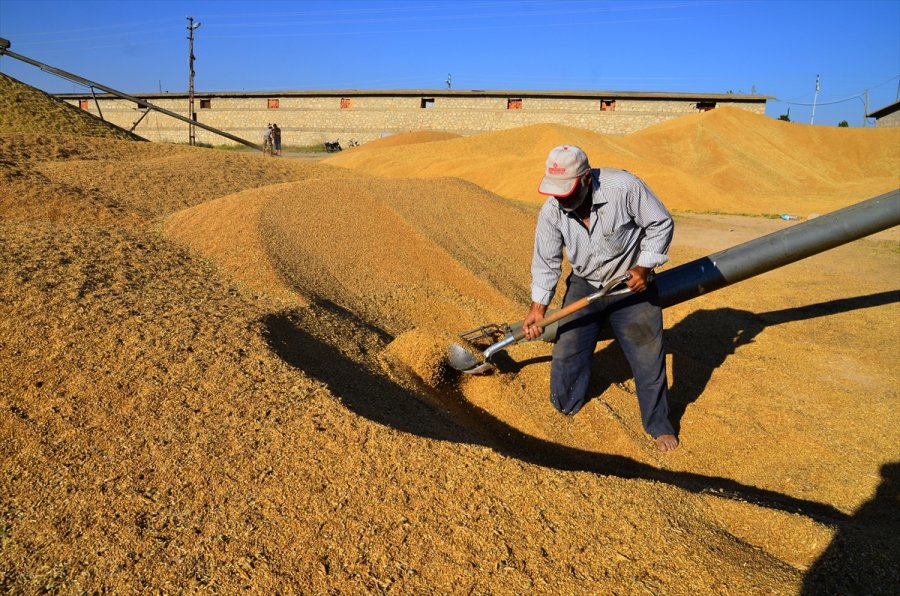 Pandemi Sürecinde Değerlenen Buğdaya İlgi Arttı