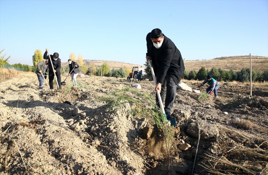 Anadolu Ajansı Çalışanları 2 Bin Fidanı Toprakla Buluşturdu