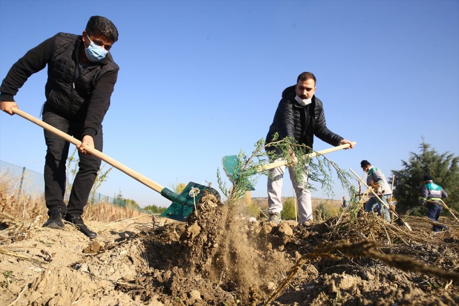 Anadolu Ajansı Çalışanları 2 Bin Fidanı Toprakla Buluşturdu