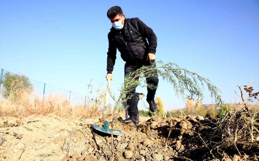 Anadolu Ajansı Çalışanları 2 Bin Fidanı Toprakla Buluşturdu