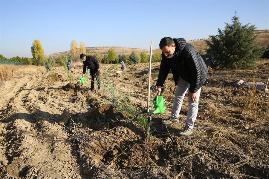 Anadolu Ajansı Çalışanları 2 Bin Fidanı Toprakla Buluşturdu