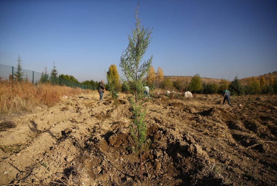 Anadolu Ajansı Çalışanları 2 Bin Fidanı Toprakla Buluşturdu