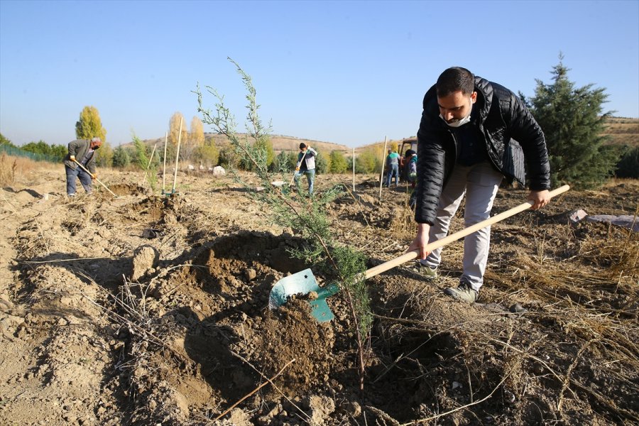 Anadolu Ajansı Çalışanları 2 Bin Fidanı Toprakla Buluşturdu