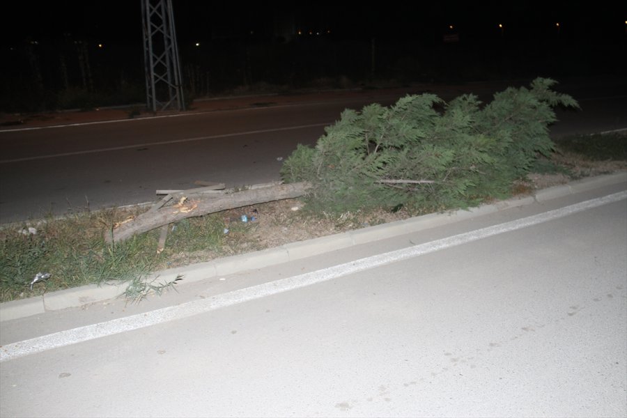 Beyşehir'de Otomobil Refüjdeki Ağaca Çarptı: 1 Yaralı