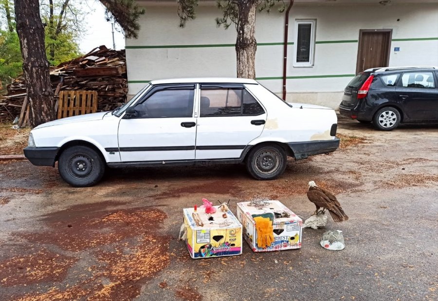 Canlı Hayvan Tuzağıyla Şahin Yakalayan 9 Kişiye 41 Bin 780 Lira Ceza Verildi