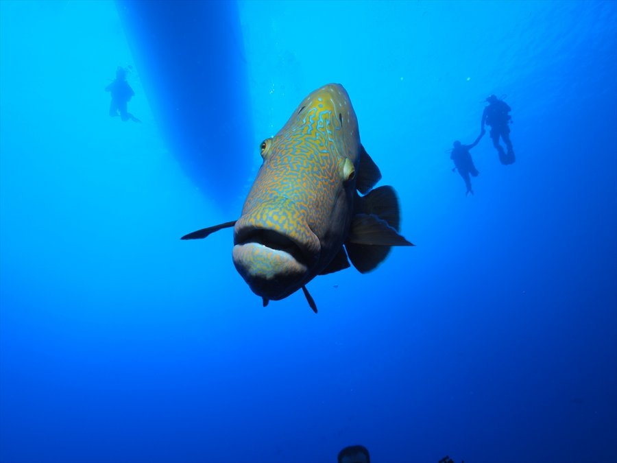 Türk Fotoğrafçılar Kızıldeniz'in Su Altı Güzelliklerini Yansıttı