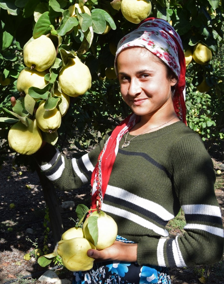 Antalya'da Ayvadaki Verim Üreticinin Yüzünü Güldürdü