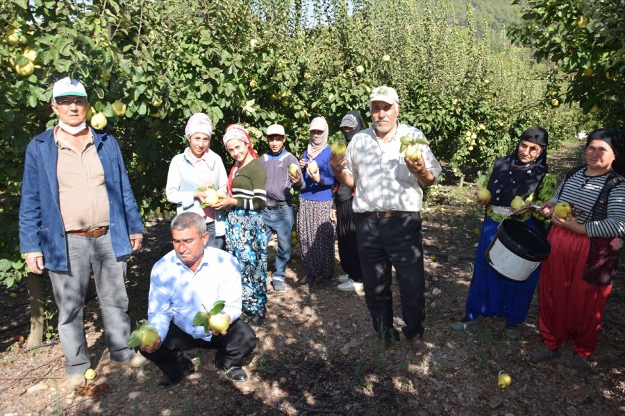 Antalya'da Ayvadaki Verim Üreticinin Yüzünü Güldürdü