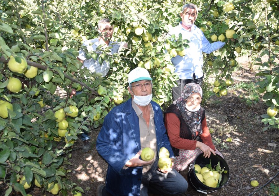 Antalya'da Ayvadaki Verim Üreticinin Yüzünü Güldürdü
