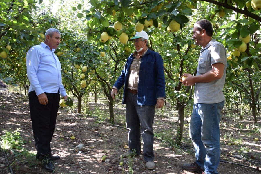 Antalya'da Ayvadaki Verim Üreticinin Yüzünü Güldürdü