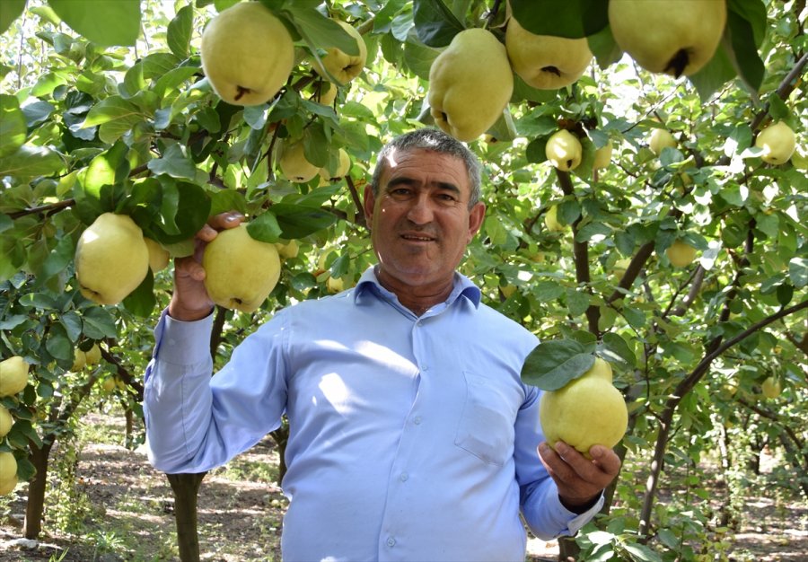 Antalya'da Ayvadaki Verim Üreticinin Yüzünü Güldürdü