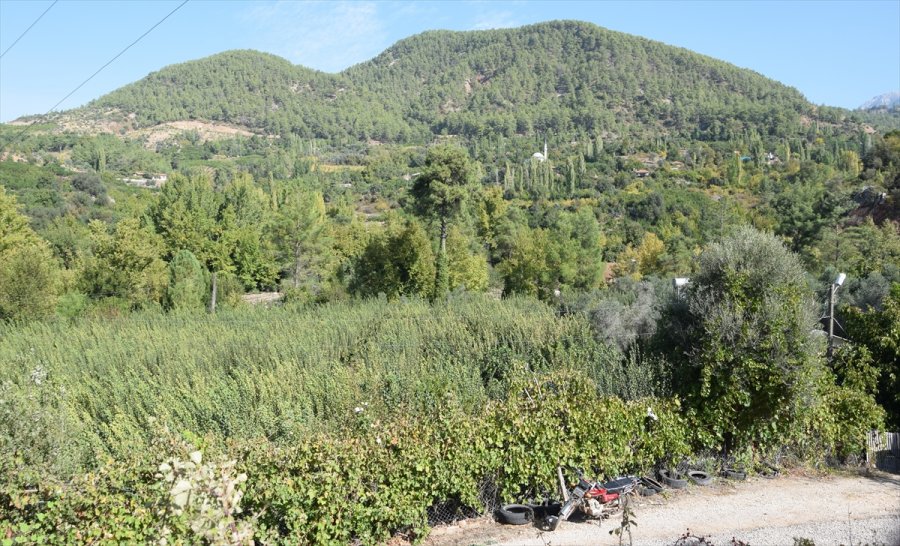 Antalya'da Ayvadaki Verim Üreticinin Yüzünü Güldürdü