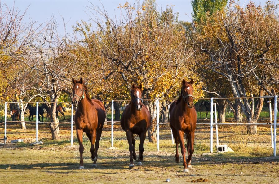 Bozkırın Ortasında Şampiyonlar Yetiştiren Haralar Ziyaretçilerine At Sevgisini Aşılıyor