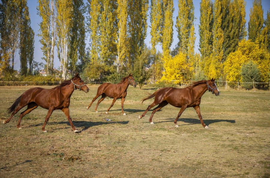 Bozkırın Ortasında Şampiyonlar Yetiştiren Haralar Ziyaretçilerine At Sevgisini Aşılıyor