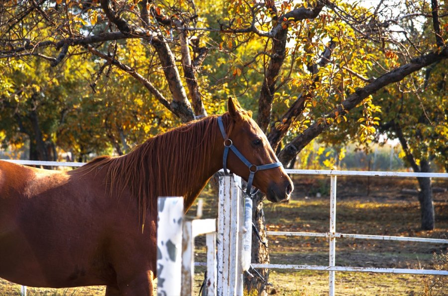 Bozkırın Ortasında Şampiyonlar Yetiştiren Haralar Ziyaretçilerine At Sevgisini Aşılıyor