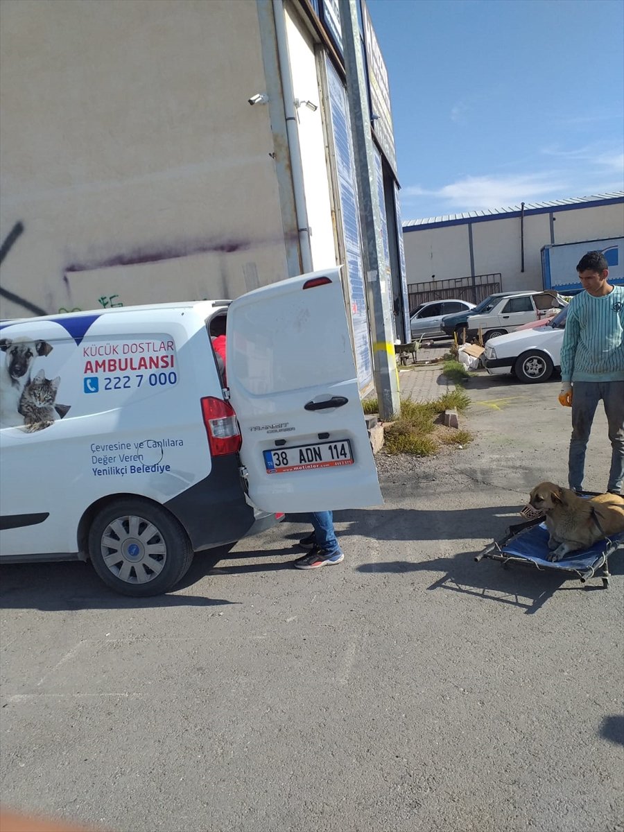 Kayseri'de Trenin Çarptığı Köpek Tedavi Altına Alındı