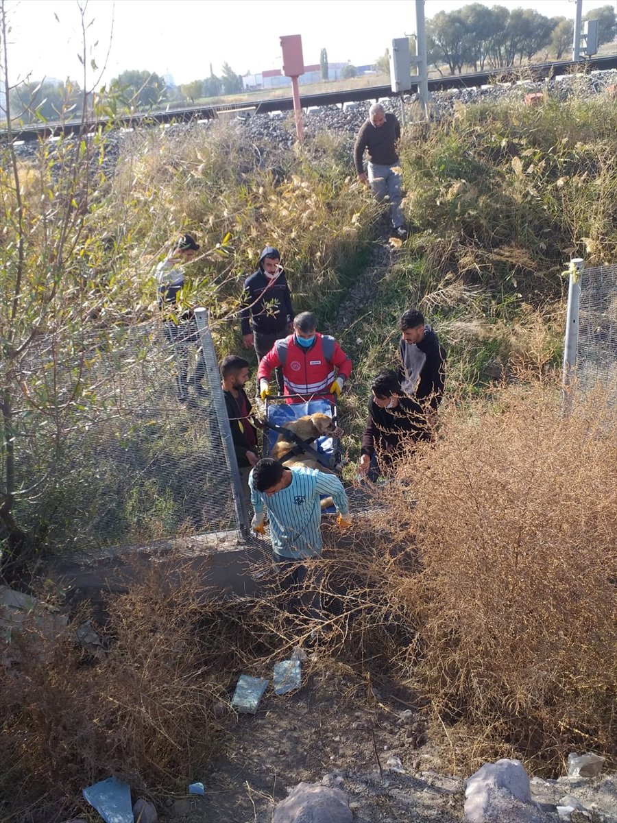 Kayseri'de Trenin Çarptığı Köpek Tedavi Altına Alındı