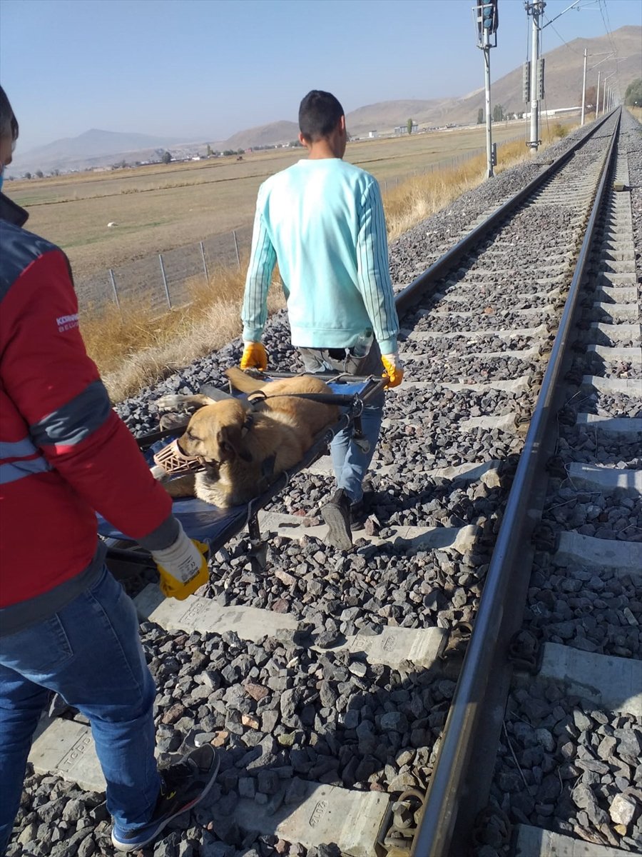 Kayseri'de Trenin Çarptığı Köpek Tedavi Altına Alındı