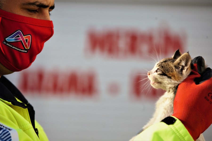 Mersin'de Otomobilin Kaputunda Mahsur Kalan Kedi Yavruları Kurtarıldı