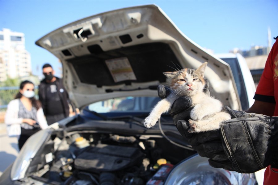 Mersin'de Otomobilin Kaputunda Mahsur Kalan Kedi Yavruları Kurtarıldı