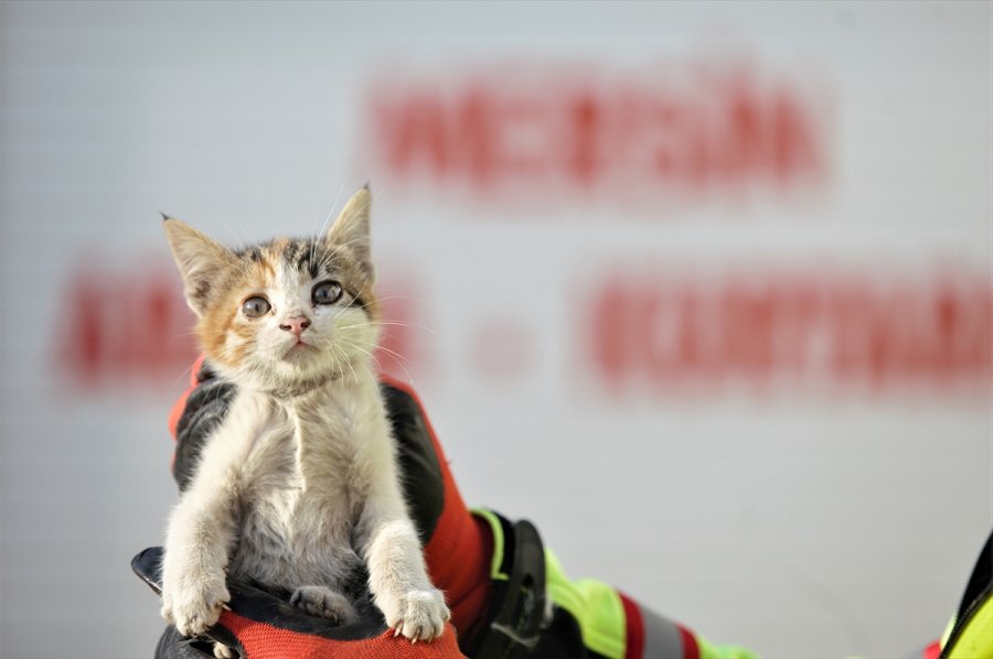 Mersin'de Otomobilin Kaputunda Mahsur Kalan Kedi Yavruları Kurtarıldı