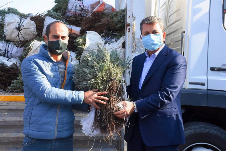 Nallıhan'da Lavanta Üretimine Belediyeden Destek