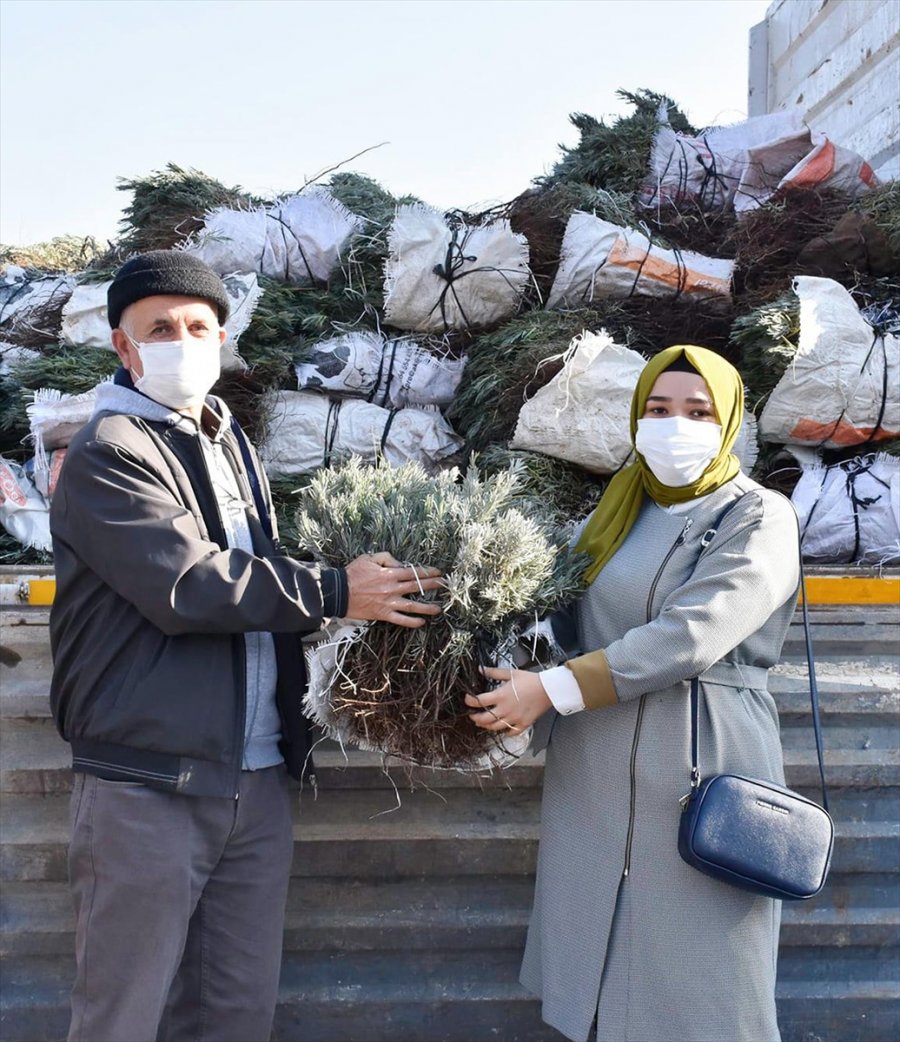 Nallıhan'da Lavanta Üretimine Belediyeden Destek