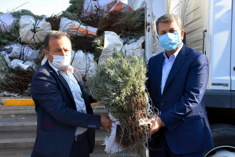 Nallıhan'da Lavanta Üretimine Belediyeden Destek