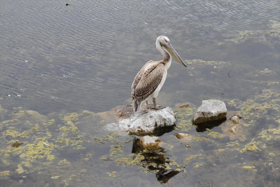 Beyşehir Gölü Milli Parkı'nın Güz Konuğu Yalnız Pelikan İlgi Odağı Oldu