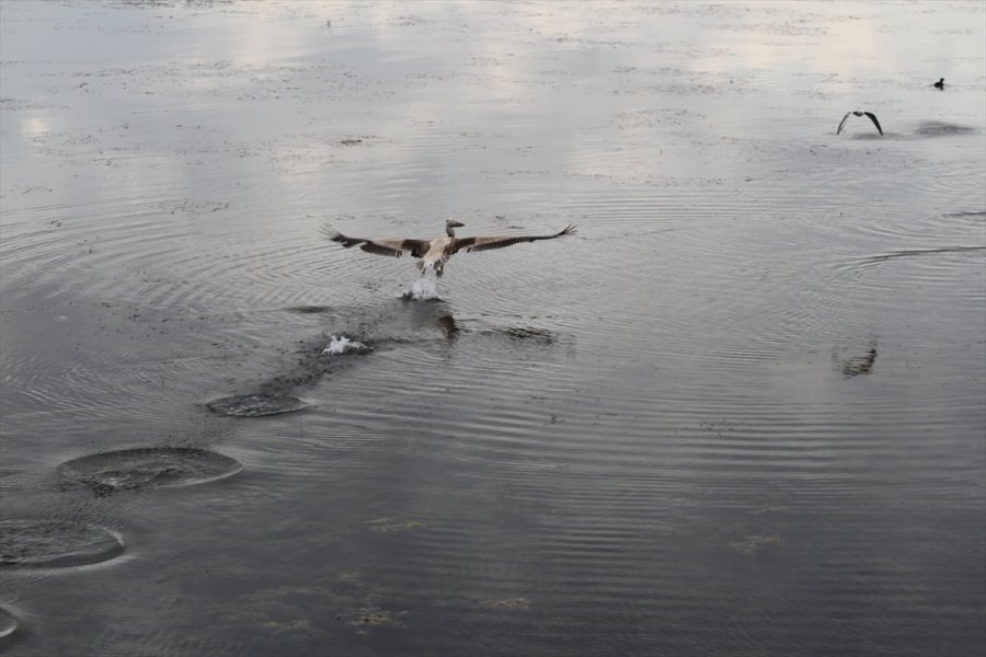 Beyşehir Gölü Milli Parkı'nın Güz Konuğu Yalnız Pelikan İlgi Odağı Oldu