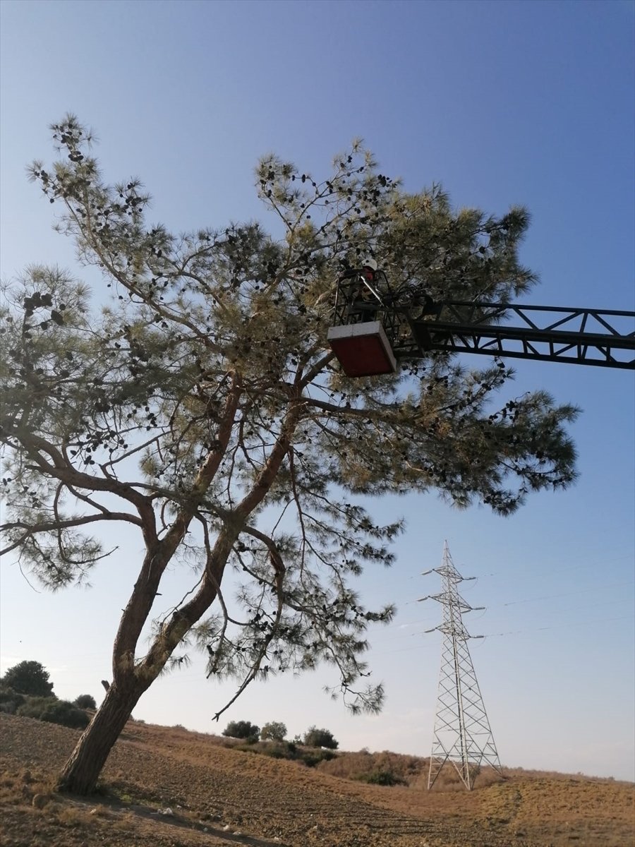 Mersin'de Kanadına Misina Dolanan Gri Balıkçıl Kuşu İtfaiye Ekiplerince Kurtarıldı