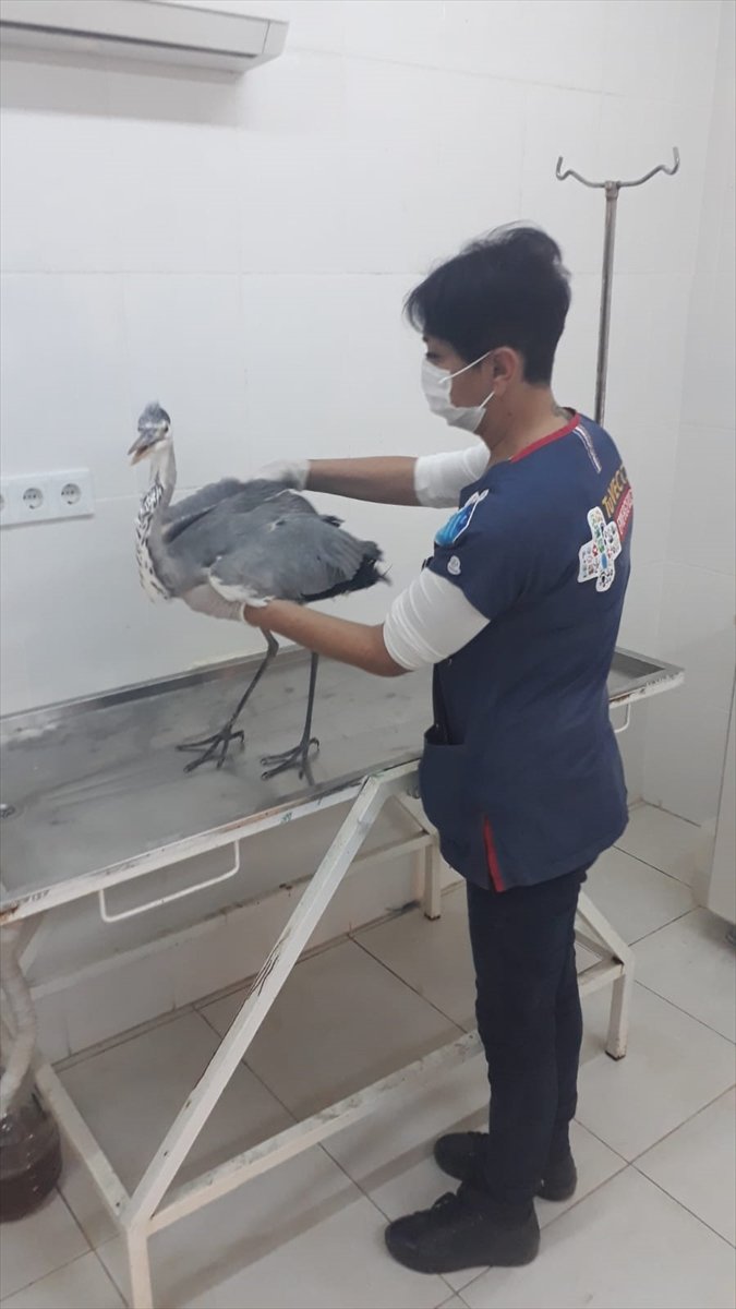 Mersin'de Kanadına Misina Dolanan Gri Balıkçıl Kuşu İtfaiye Ekiplerince Kurtarıldı