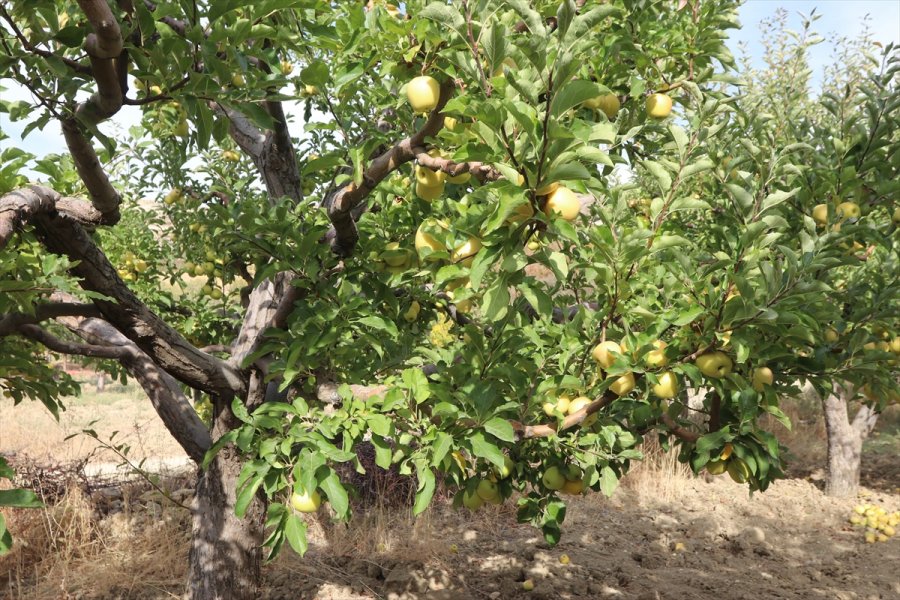 Esentepe Mahallesi'nin Emekli Ve Üniversite Mezunu Çiftçileri