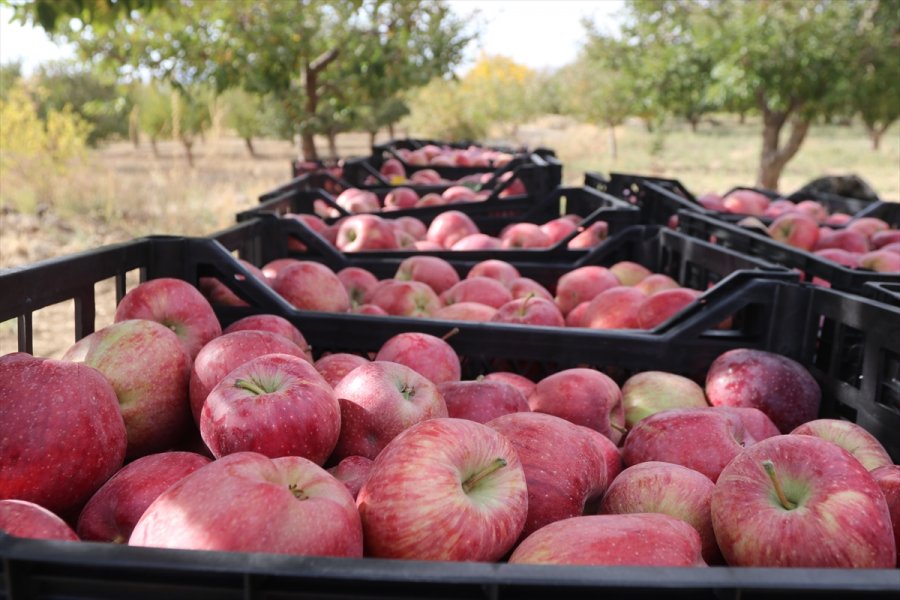 Esentepe Mahallesi'nin Emekli Ve Üniversite Mezunu Çiftçileri