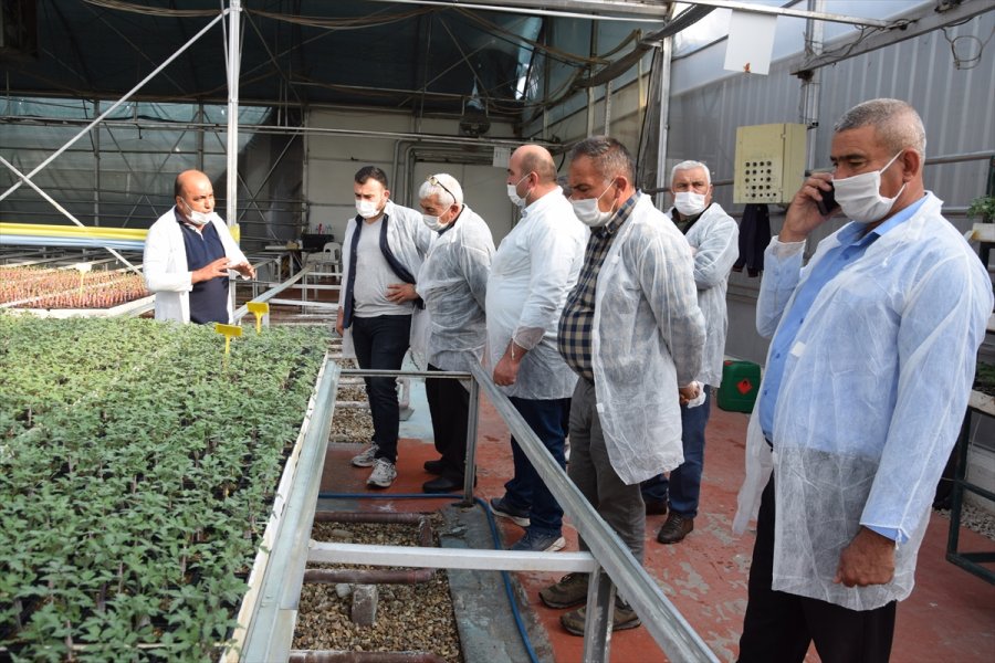 Eşme Ziraat Odası Başkanı Çetin, Kumluca'daki Seraları İnceledi